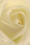 This captivating image draws you directly into the peaceful heart of a cream-white rose crafted in Barbican. With each petal unfurling in gentle, spiral precision, the flower's texture invites the touch, soft as morning mist drifting over the estate's gardens. Subtle light bathes the rose, creating a luminous effect with quiet shadows winding between ivory folds. The scene conveys tranquility-the kind felt strolling Barbican's tranquil paths at sunrise, or in the thoughtful hush before an important life moment. As a Barbican florist, I view this rose as a pure symbol of reverence, lending itself effortlessly to moments of sympathy, admiration, or new beginnings. Its understated fragrance gently fills the air, capturing both the artistry and emotion behind selecting and arranging the ideal bloom for any cherished occasion within EC2's vibrant community.